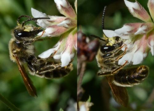 Andrena labialis